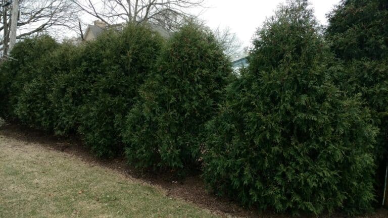 Evergreens are in!!