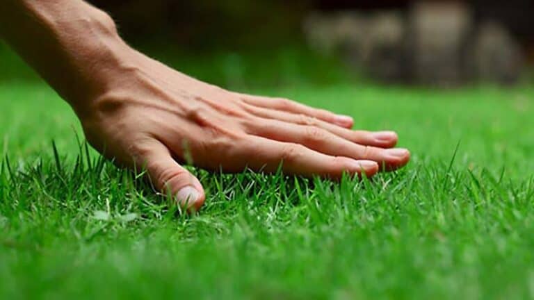 Get your Lawn in shape!