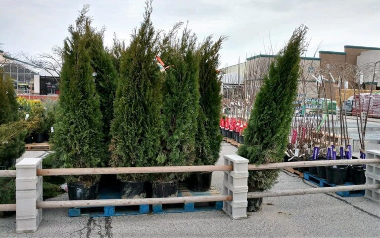 Arborvitae Trees are In Stock!!