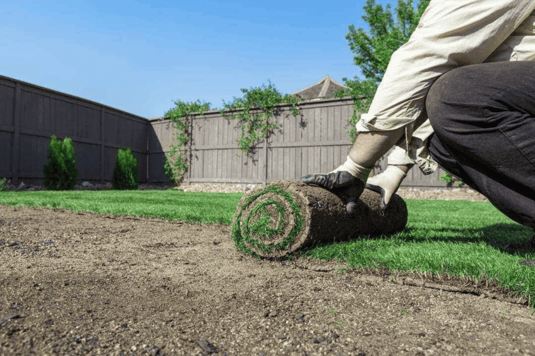 New Sod, Now What?