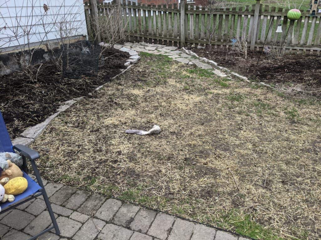 Backyard with thin, patchy grass before artificial turf was installed