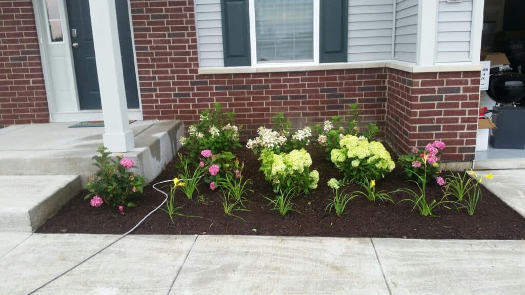 Finished front foundation bed with hydrangeas and perennials in fresh mulch