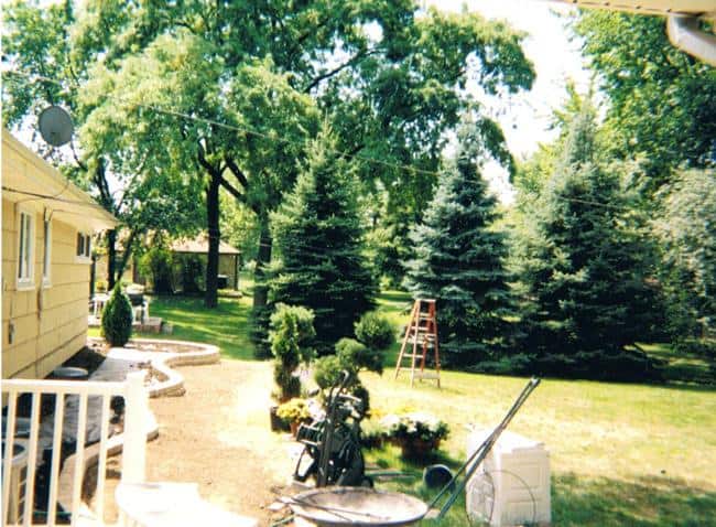 Mature landscaped yard with evergreens and a stone patio