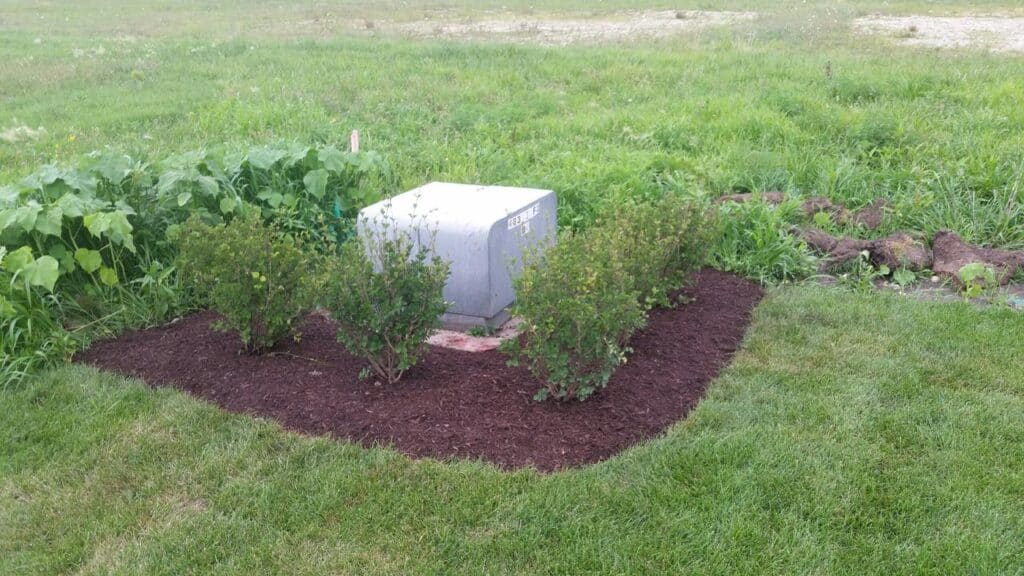 Freshly shaped shrubs in a mulched bed