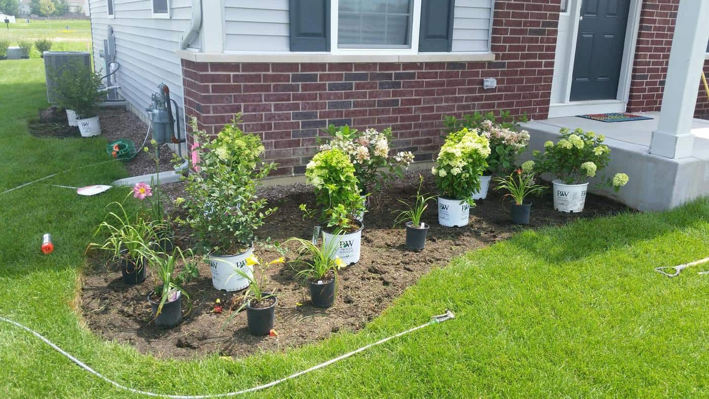 Hydrangeas and perennials staged for planting along a new bed