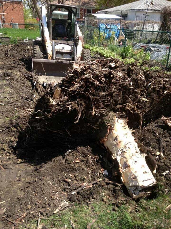 Tree stump being pulled from a backyard with a skid steer